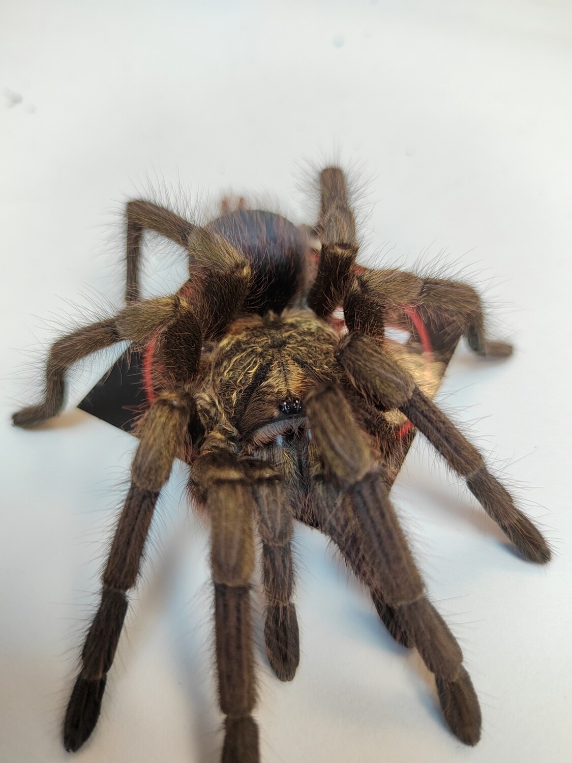 Phormictopus auratus - Cuban Bronze Male (12-13cm)