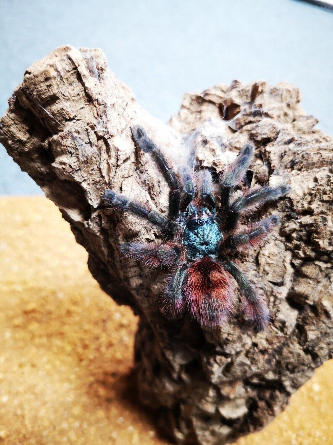 Caribena versicolor - Martinique pinktoe (2-3cm)