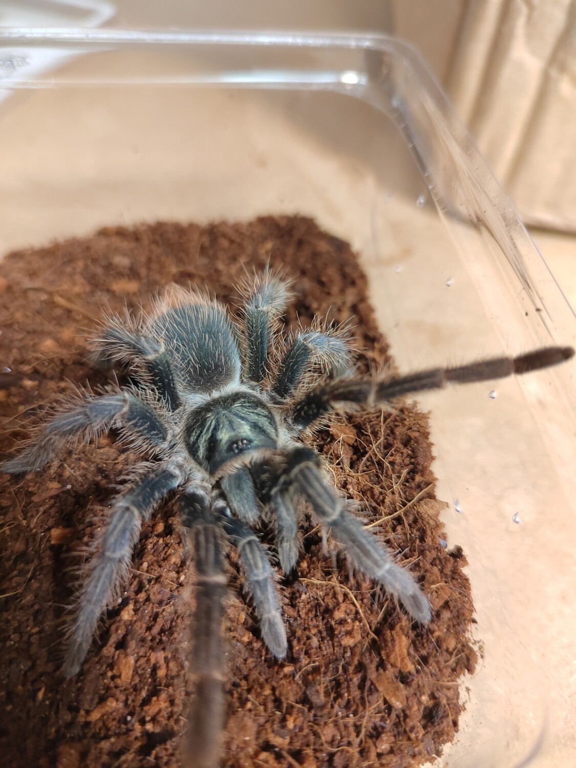 Phormictopus atrichomatus Female -  Red Island Birdeater (14-15cm)