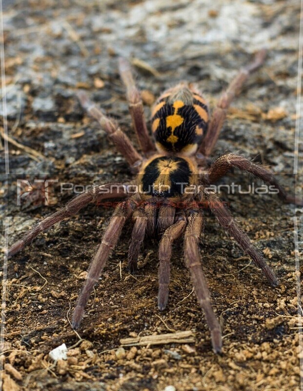 Hapalopus formosus - Pumpkin patch (4-5cm)