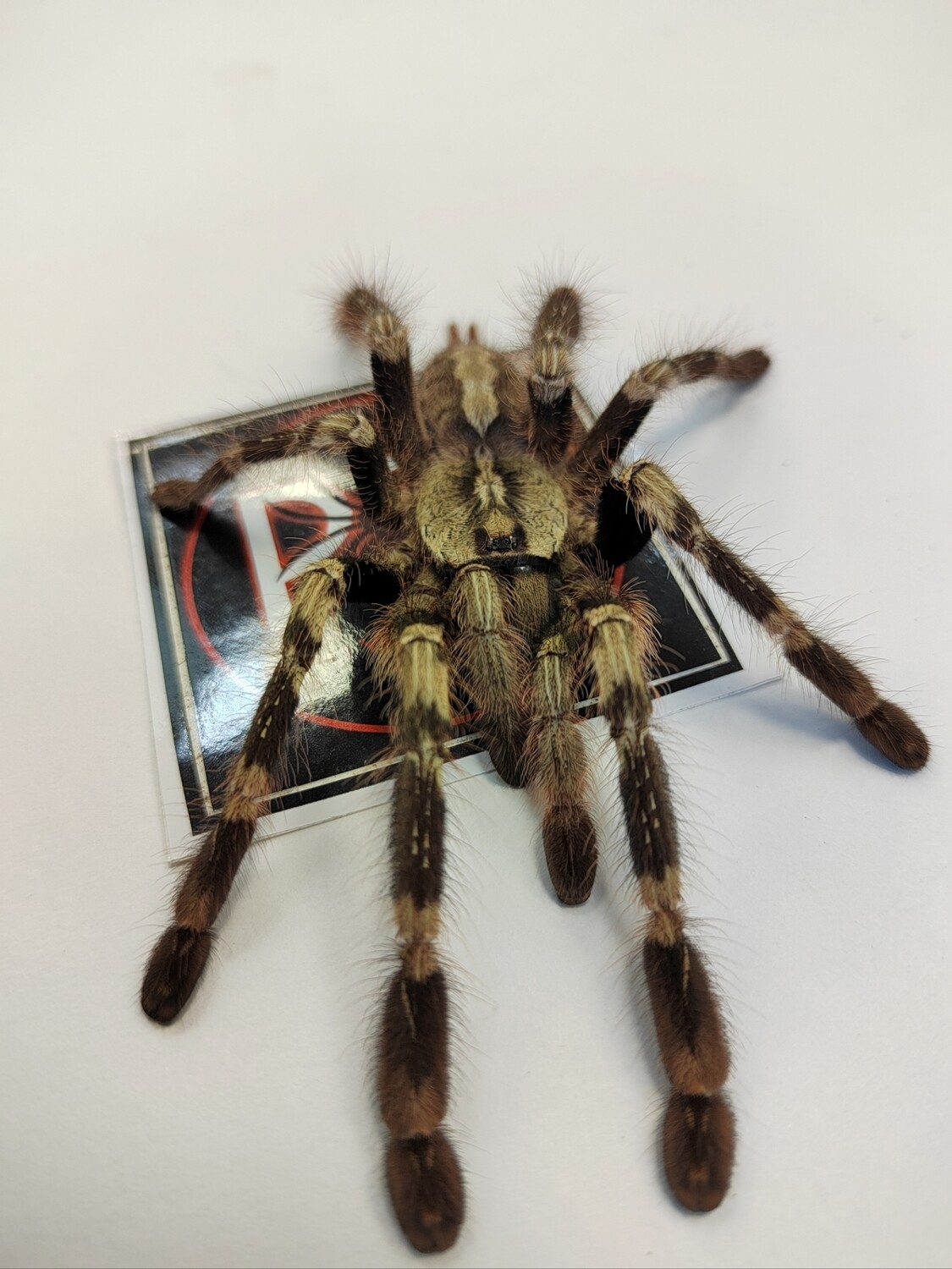 Poecilotheria smithi - Yellow-backed Ornamental (7-8cm)