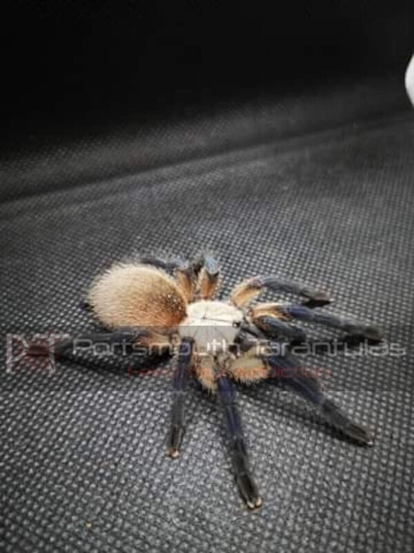 Monocentropus balfouri - Socotra Island Blue Baboon (10-11cm)