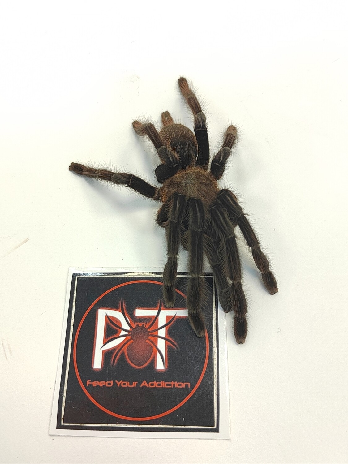 Chilobrachys sp Kaeng Krachan - Dark Earth Tiger (11-12cm)