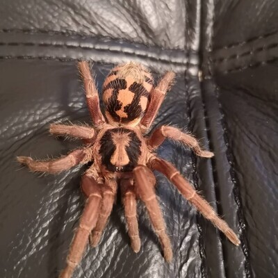 Hapalopus formosus - Pumpkin patch Female (6-7cm)