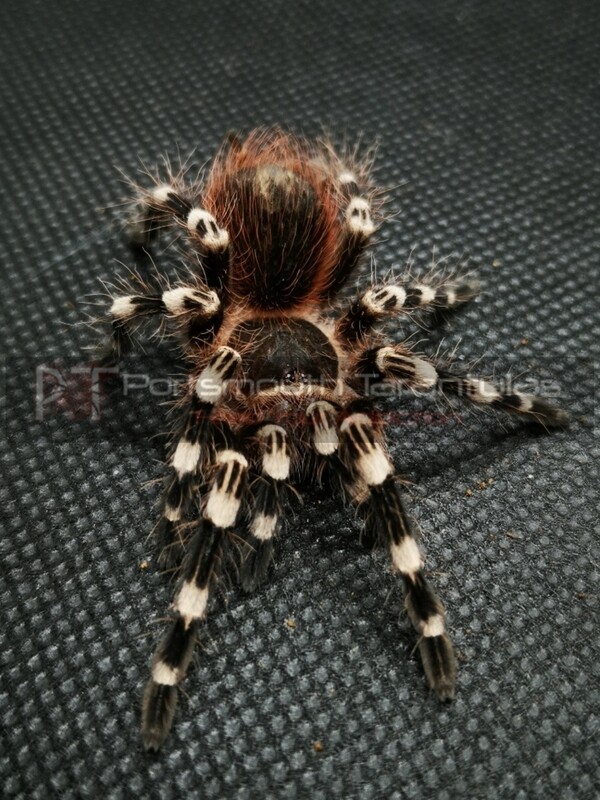 Acanthoscurria geniculata - Giant White Knee Male (8-9cm)