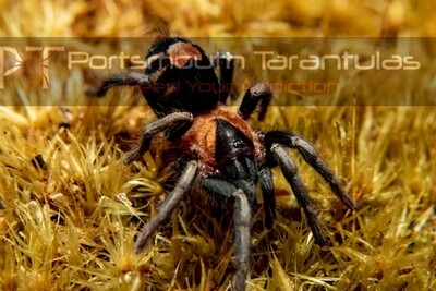Cyriocosmus elegans - Trinidad dwarf (0.5cm)