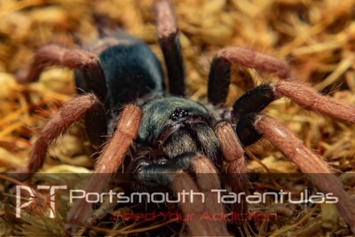 Kochiana brunnipes - Dwarf Pink Leg (2-3cm)