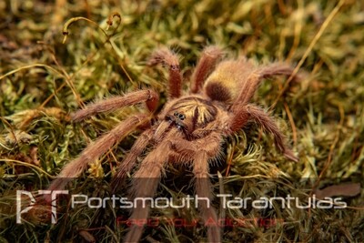 Neoholothele incei gold - Trinidad Olive Gold (5-6cm)