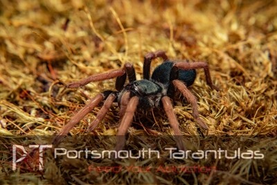 Kochiana brunnipes - Dwarf Pink Leg Adult Female. (5-6cm)
