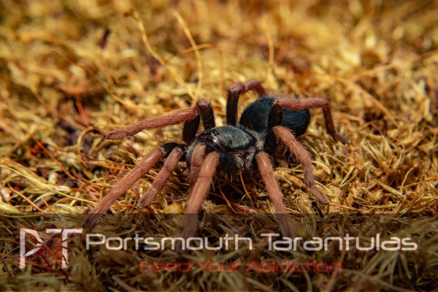 Kochiana brunnipes - Dwarf Pink Leg Adult Female. (5-6cm)