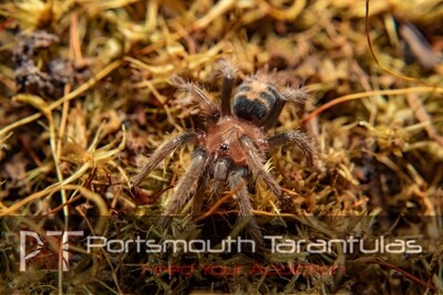 Davus pentaloris - Costa Rican Tiger Rump (3-4cm)