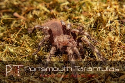 Vitalius chromatus - Brazilian red and white (4-5cm)