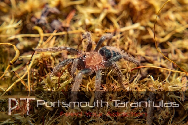 Davus pentaloris - Costa Rican Tiger Rump (3-4cm)