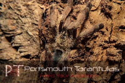 Psalmopoeus pulcher - Panama Blonde Female (11-12cm)