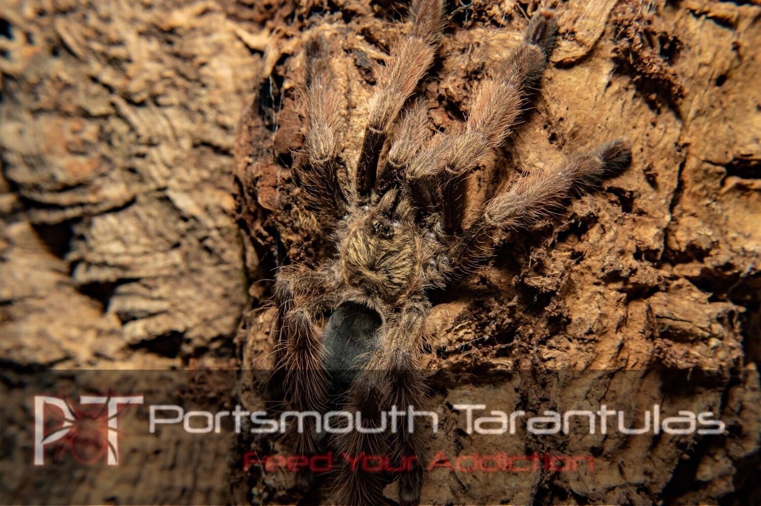 Psalmopoeus pulcher - Panama Blonde Female (11-12cm)