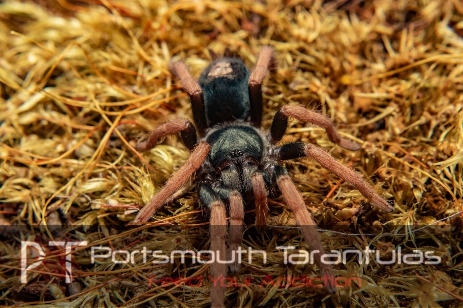 Kochiana brunnipes Dwarf Pink Leg (4-5cm)