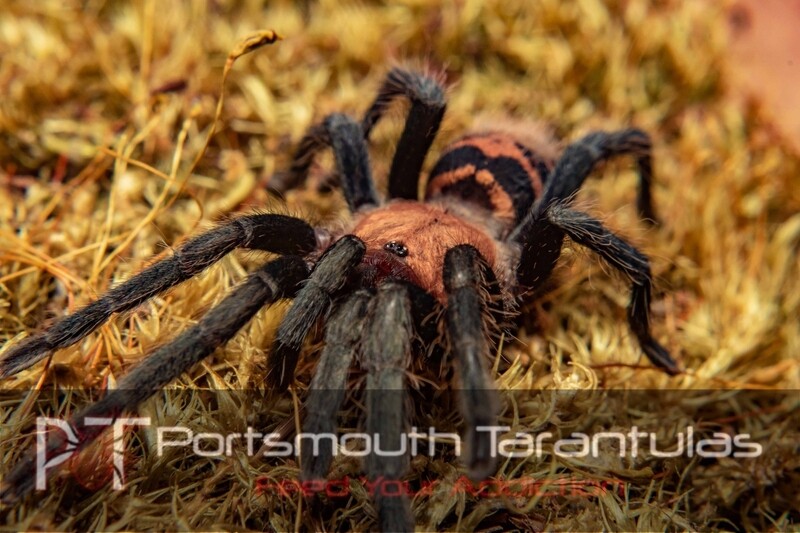 Davus pentaloris - Costa Rican Tiger Rump (4-5cm)