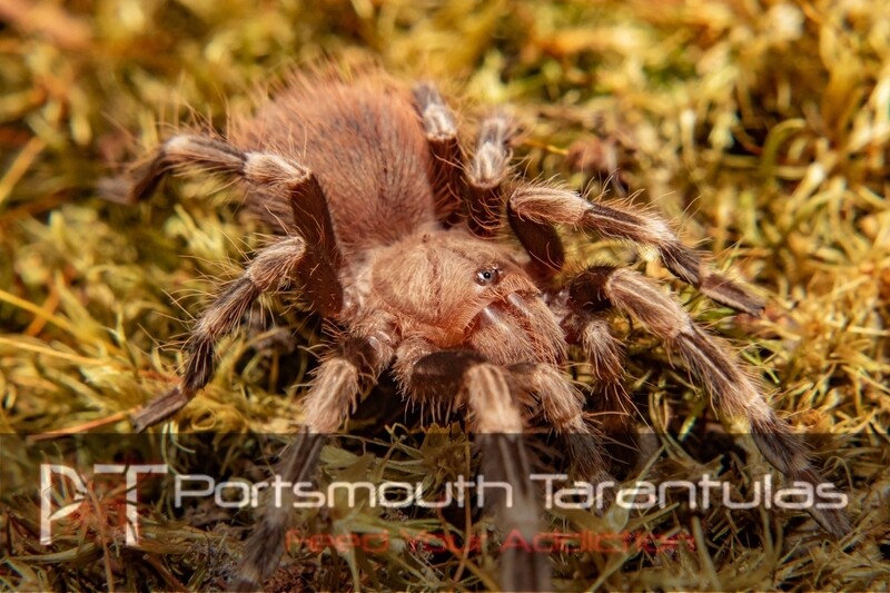 Vitalius chromatus - Brazilian red and white (4-5cm)