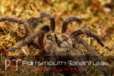 Neoholothele incei - Trinidad Olive Female (7-8cm)