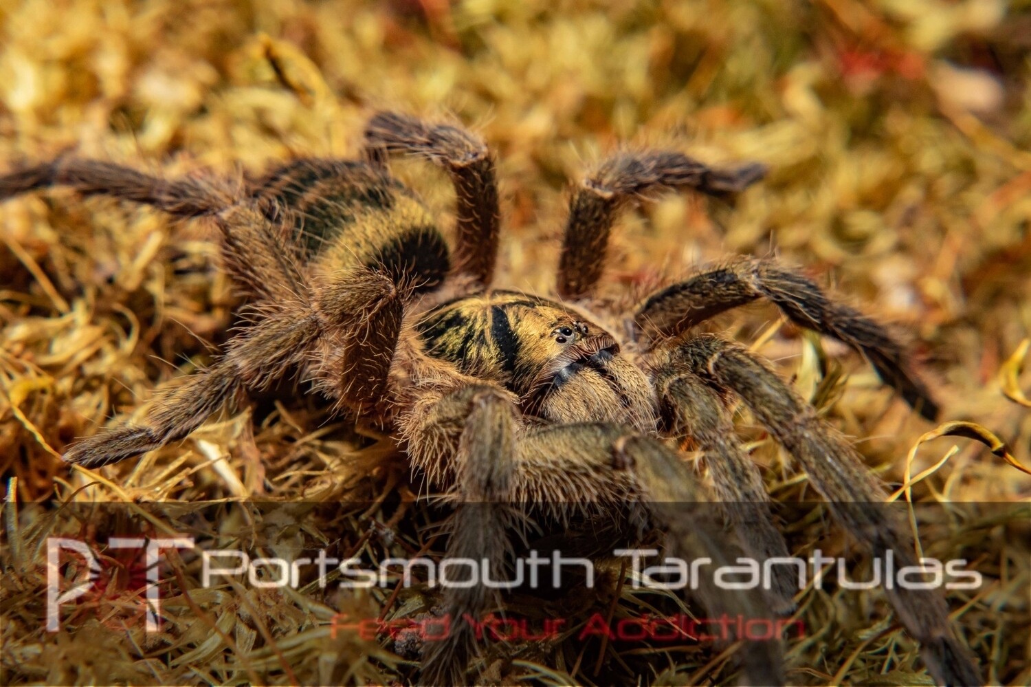 Neoholothele incei - Trinidad Olive Female (7-8cm)
