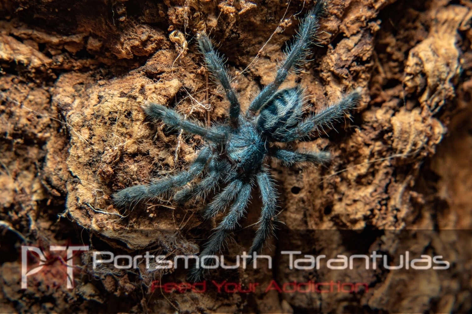 Caribena laeta Puerto rican pinktoe (3-4cm)