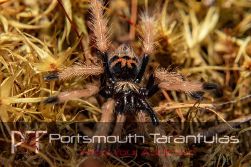 Chromatopelma cyaneopubescens - GBB Green Bottle Blue (1-2cm)