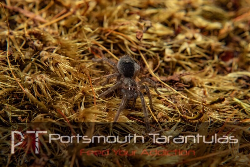 Aphonopelma seemanni - Costa rican zebra leg (1-2cm)