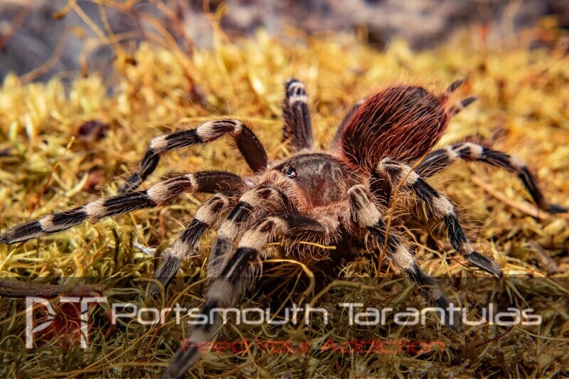 Acanthoscurria geniculata - Giant White Knee (7-8cm)