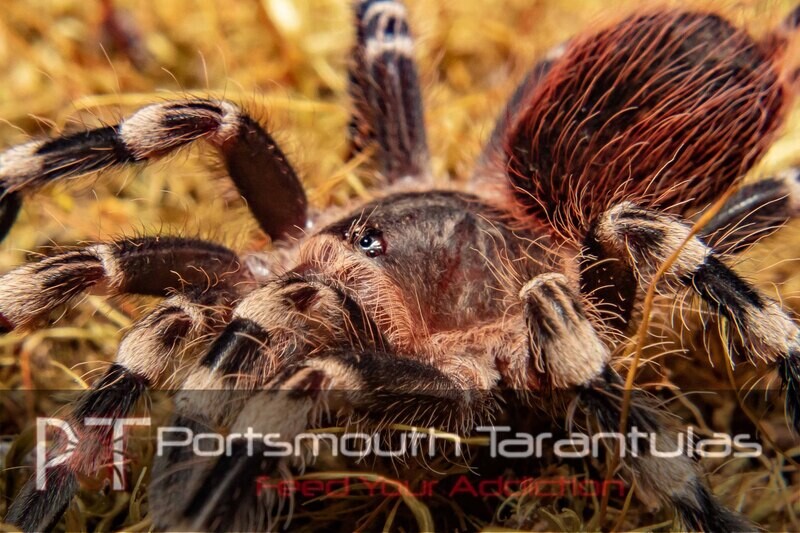 Acanthoscurria geniculata - Giant White Knee (4-5cm)