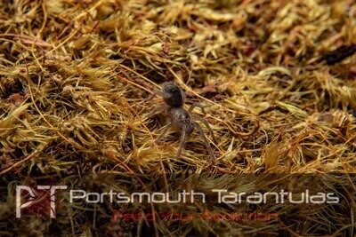 Aphonopelma seemanni - Costa rican zebra leg (1-2cm)