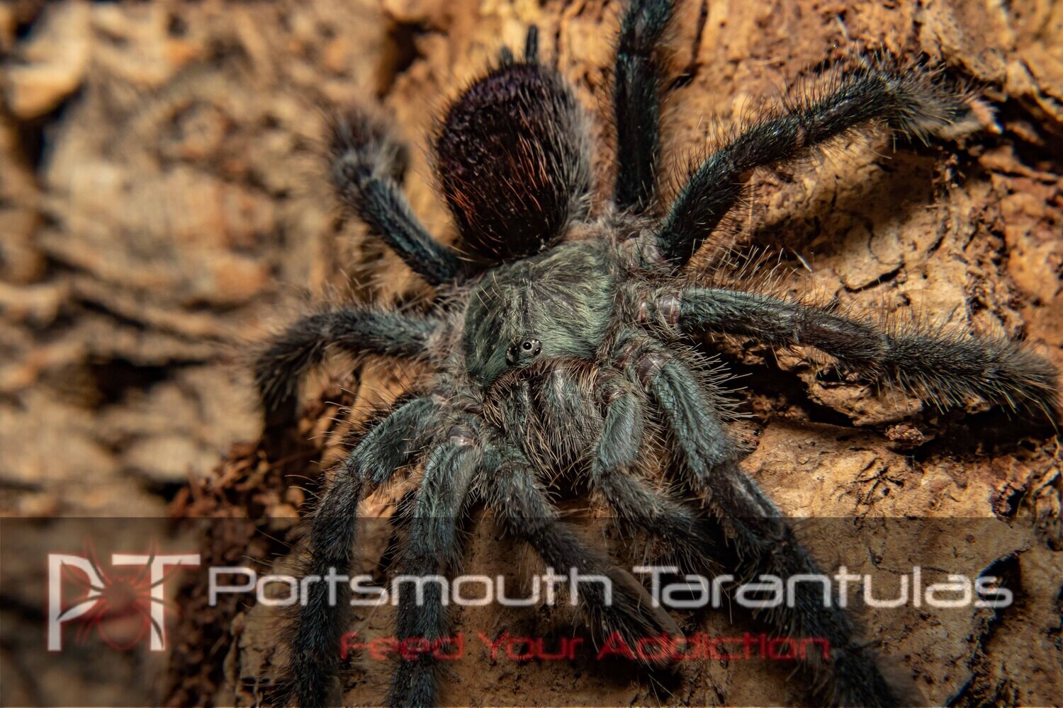 Avicularia avicularia Guyana Pinktoe Tarantula (6-7cm) 