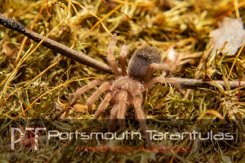 Brachypelma boehmei - Mexican Fire leg (2-3cm)