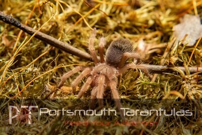 Brachypelma boehmei - Mexican Fire leg (2-3cm)