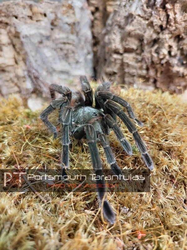 Megaphobema velvetosoma - Brown velvet birdeater (3-4cm)