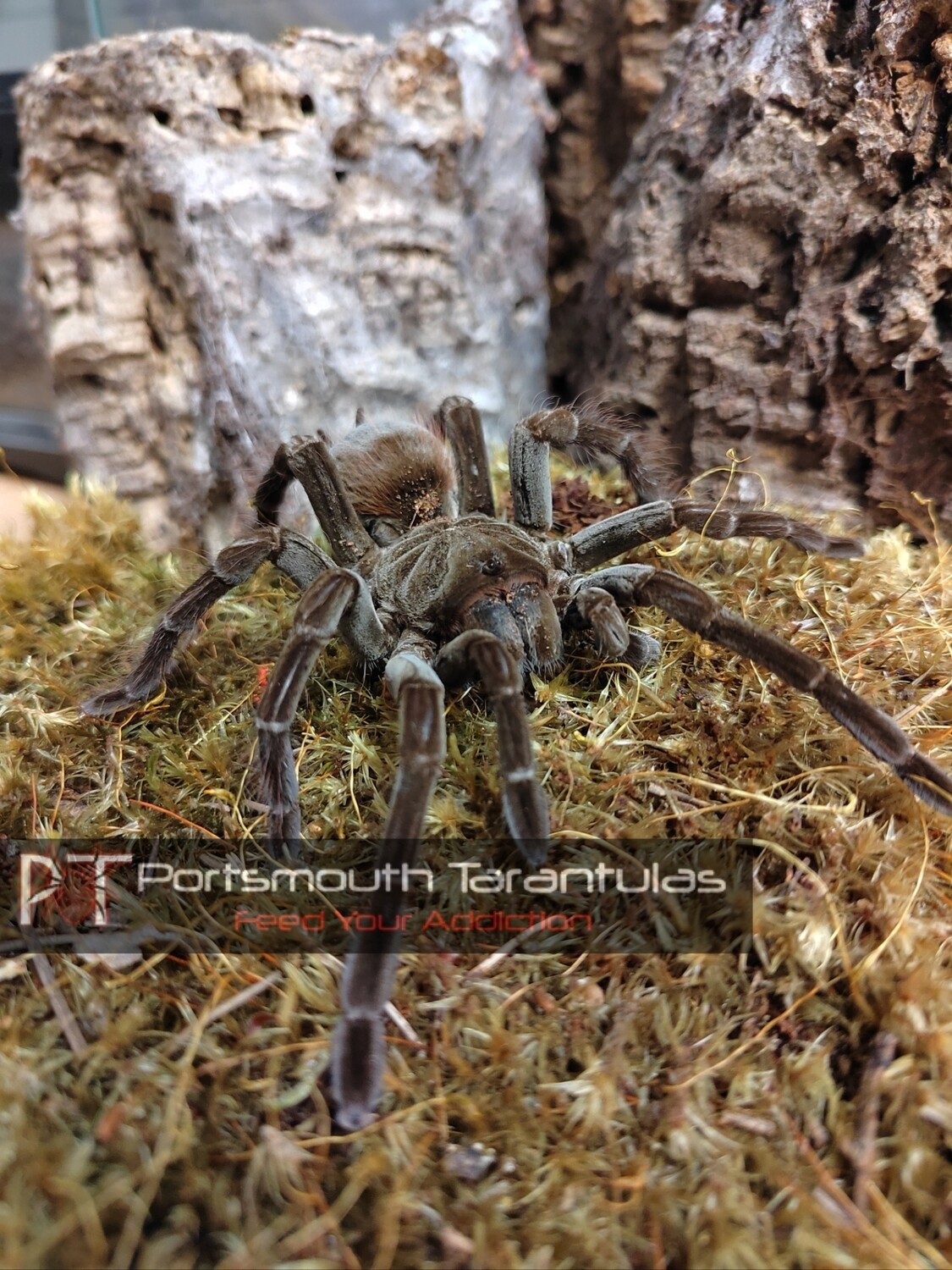 Megaphobema velvetosoma - Brown velvet birdeater (3-4cm)