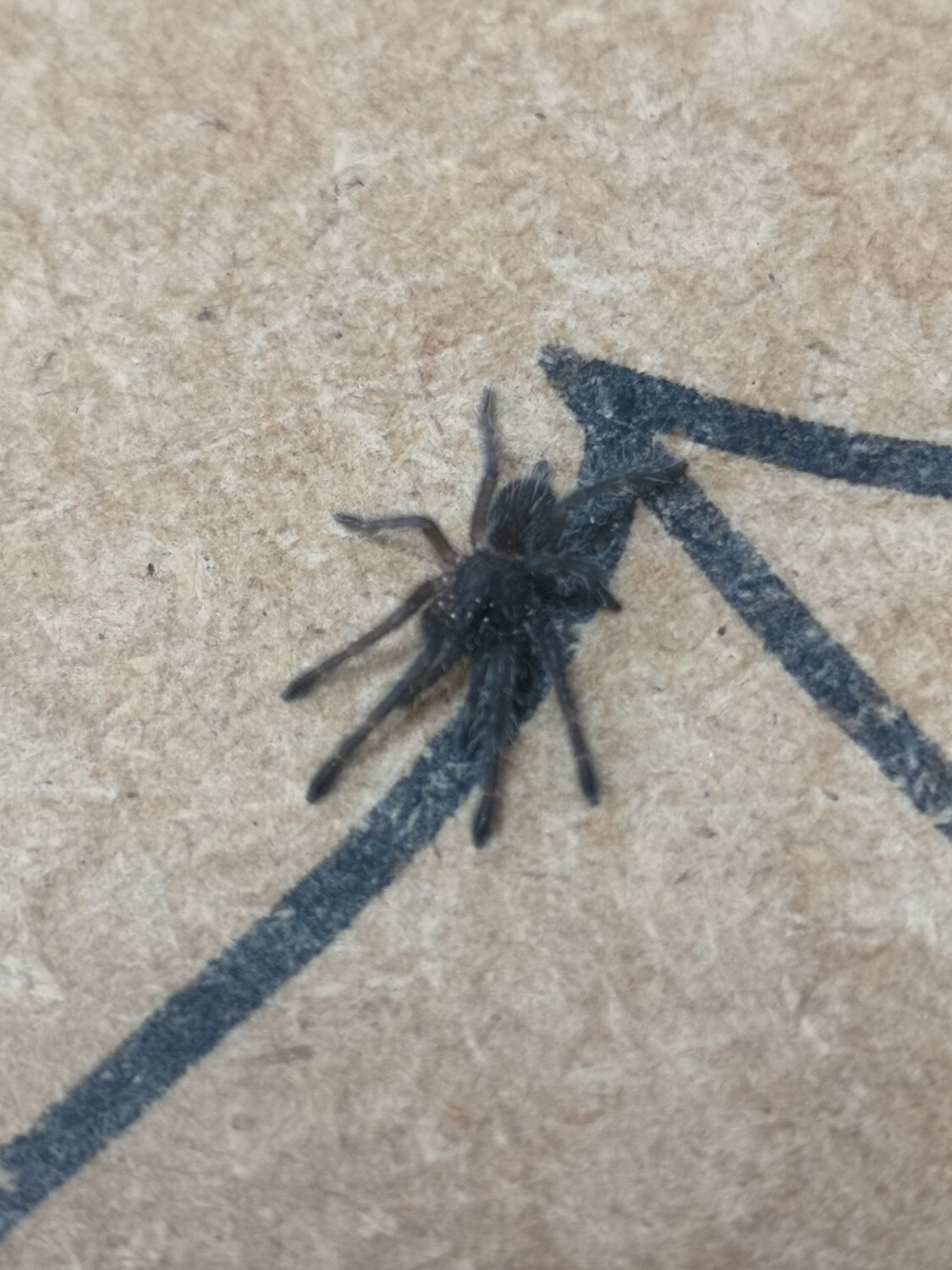 Chilobrachys sp Kaeng Krachan - Dark Earth Tiger (3-4cm)