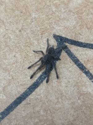 Chilobrachys sp Kaeng Krachan - Dark Earth Tiger (3-4cm)