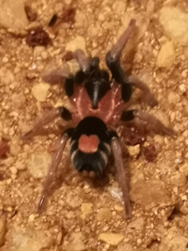 Cyriocosmus elegans - Trinidad dwarf (1-2cm)