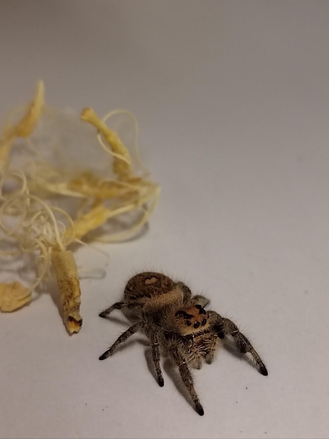 Phidippus Regius S/A (Jumping Spider) Florida