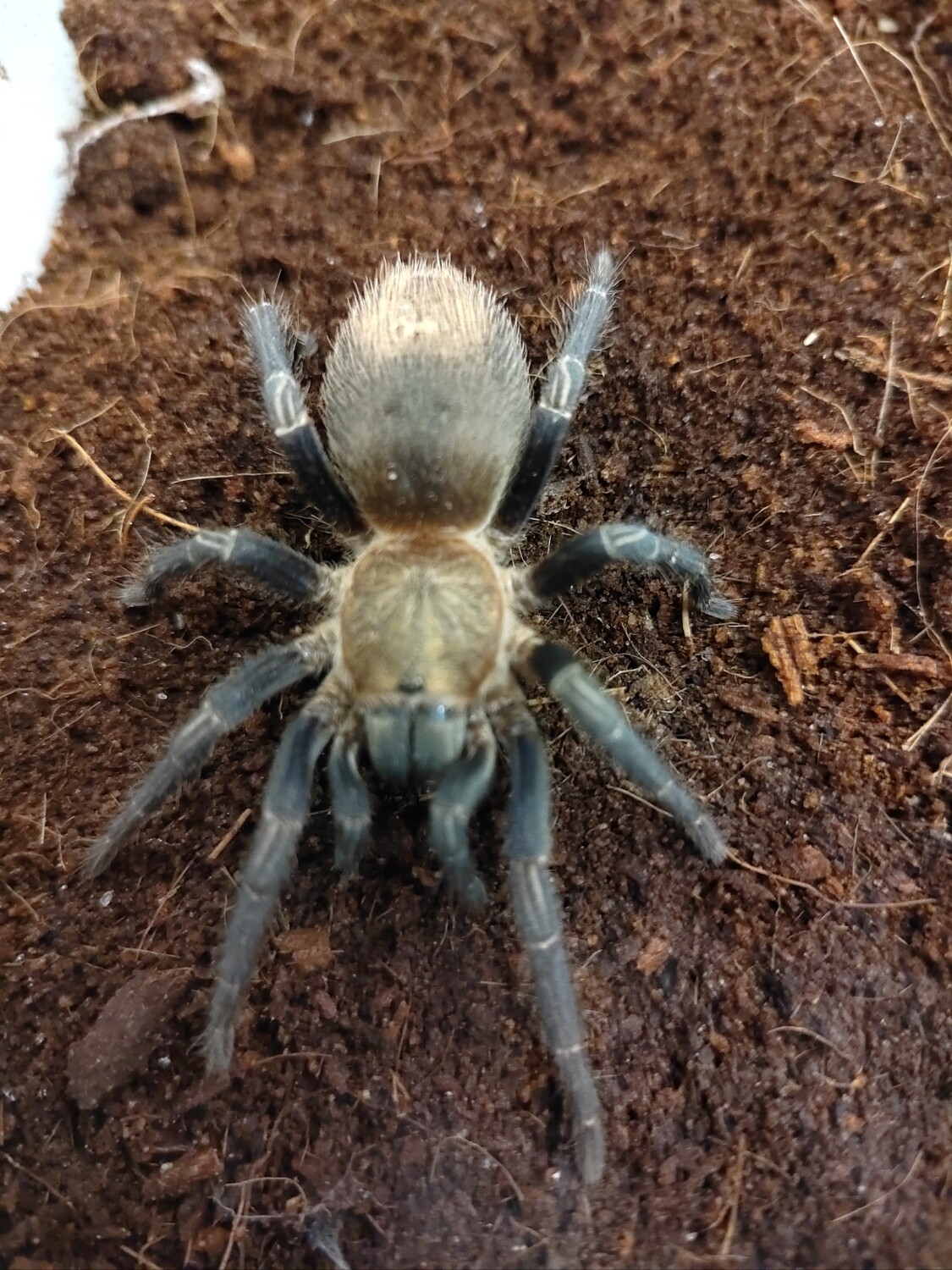 Theraphosinae sp. cuzco (2-3cm)