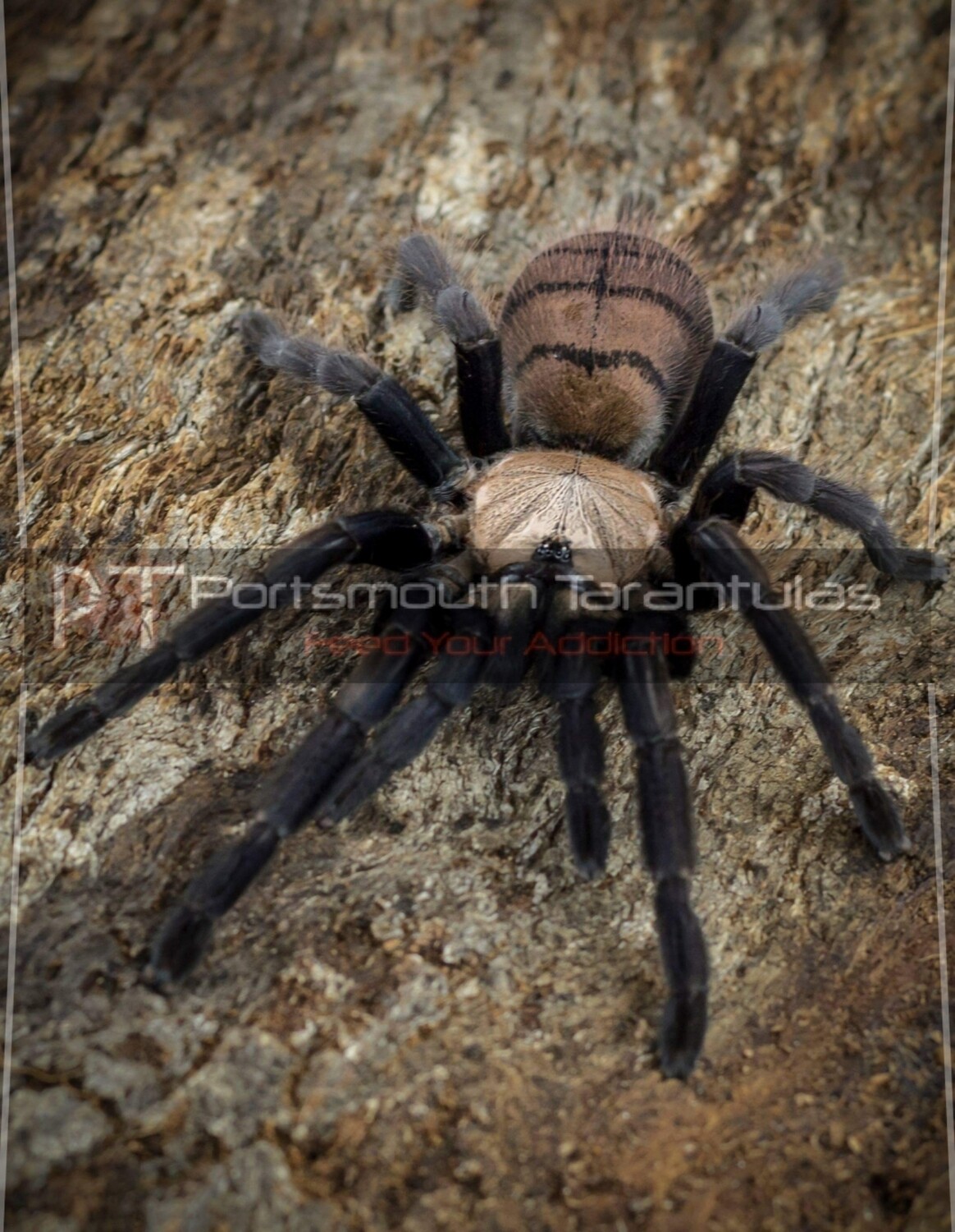 Chilobrachys fimbriatus - Indian Violet Male (7-8cm)