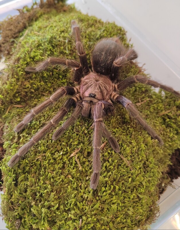 Phormictopus sp. green/gold carapace - Green/gold Birdeater (1-2cm)