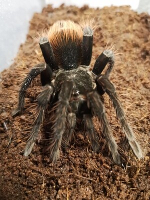 Pamphobeteus antinous - Peru steely blue PAIR (6-7cm)
