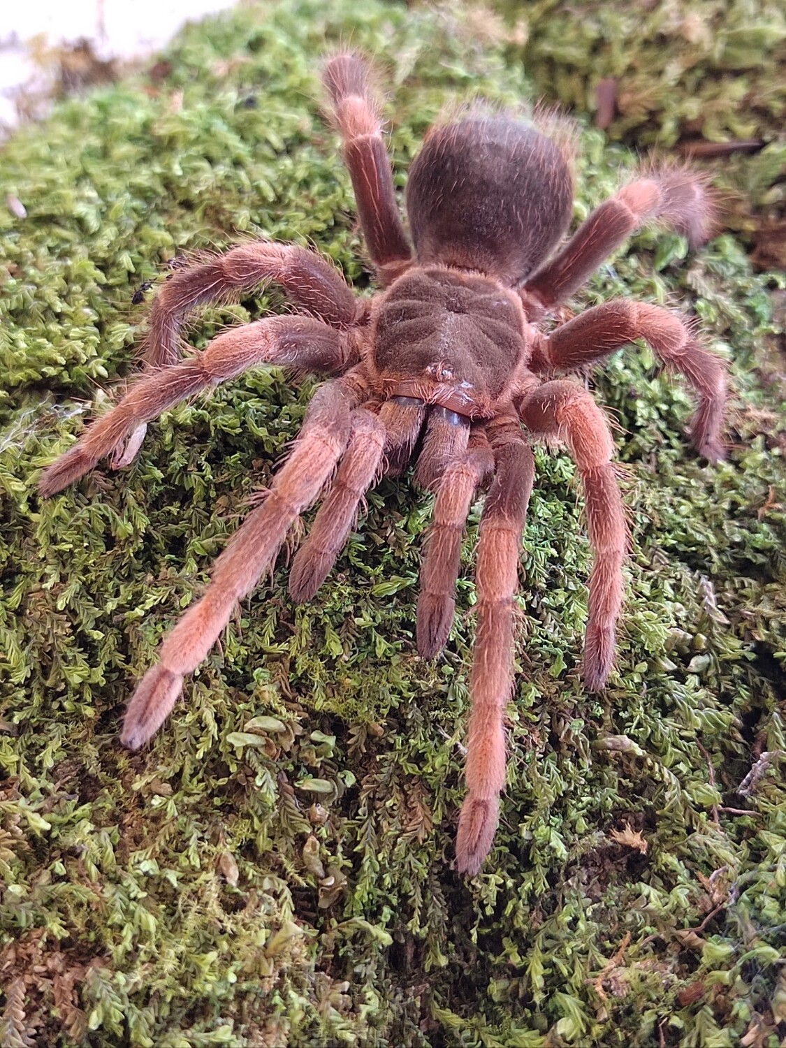 Abdomegaphobema mesomelas - Costa Rican red leg (2-3cm)