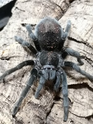 Grammostola pulchra - Brazilian Black Female (6-7cm)
