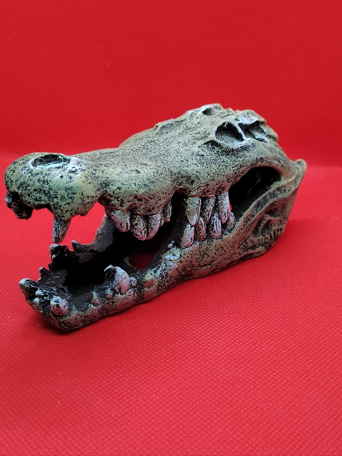 Crocodile Skull In Aquarium Decorations For Sale | UK