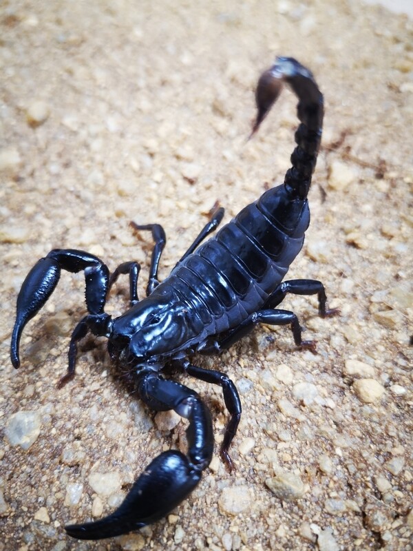 Scorpions