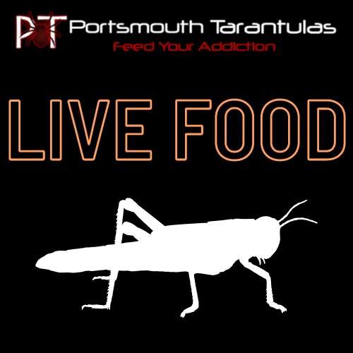 Locust