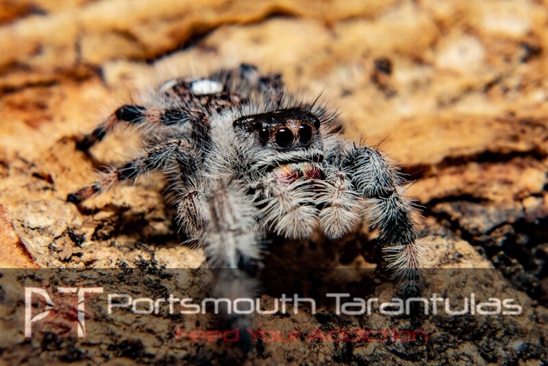 Jumping spiders