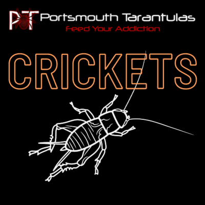 Large Silent Crickets pre-pack (15-20mm)